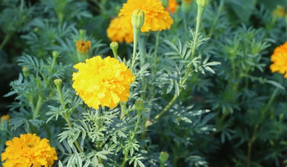 西安花壇葬區(qū)內沒有墓碑-鎬京骨灰公墓